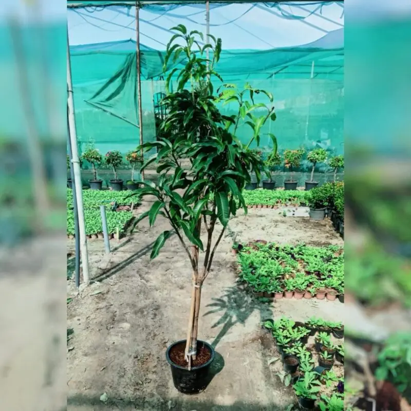 Mango Tree (Mangifera indica) - Image 2