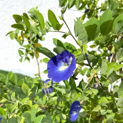 Blue Pea Butterfly Pea Plant (100cm)