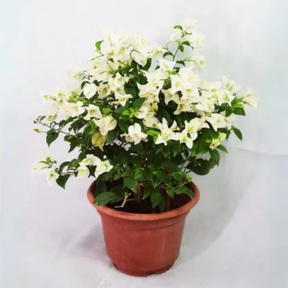 Bougainvillea Pure White