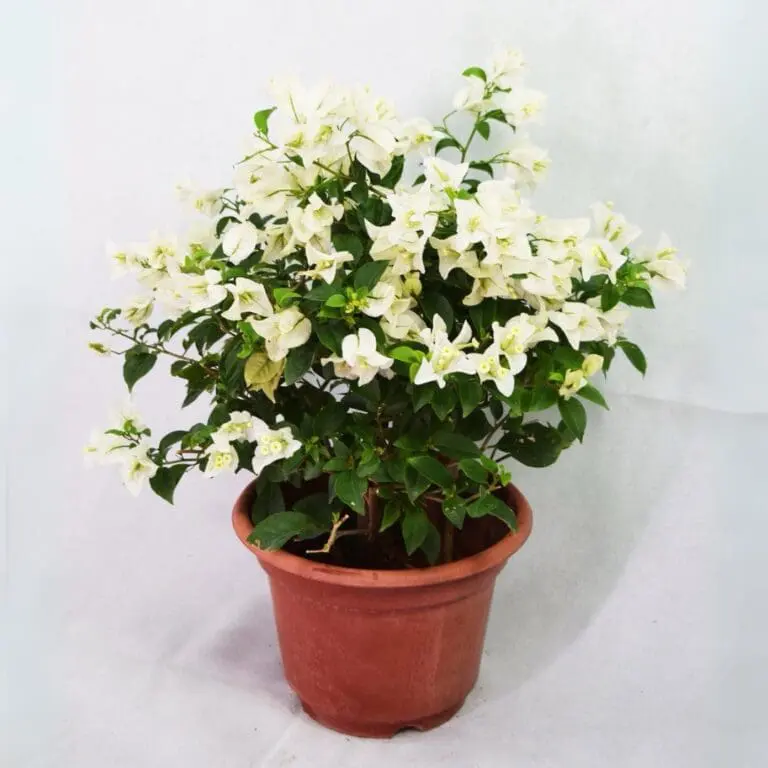 Bougainvillea Pure White
