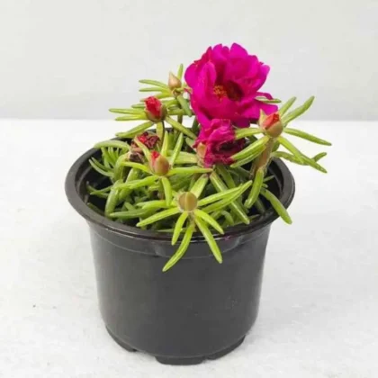 Portulaca – Pink Portulaca grandiflora 1 Box[25 pieces]