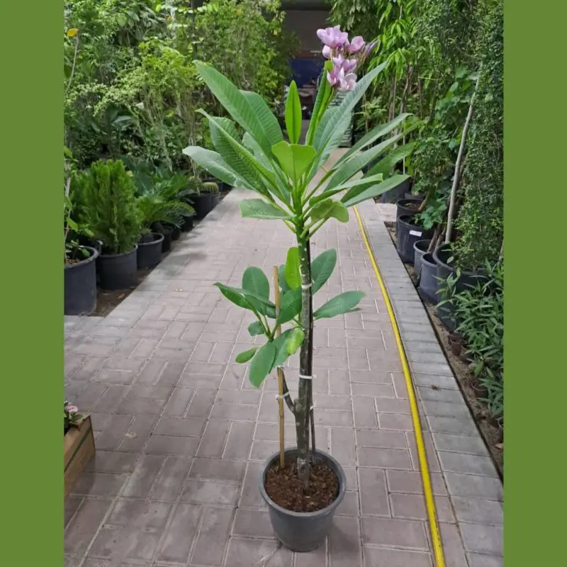 Plumeria Pink - Image 2