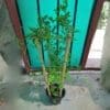 Blue Pea Butterfly Pea Plant (100cm) - Image 4