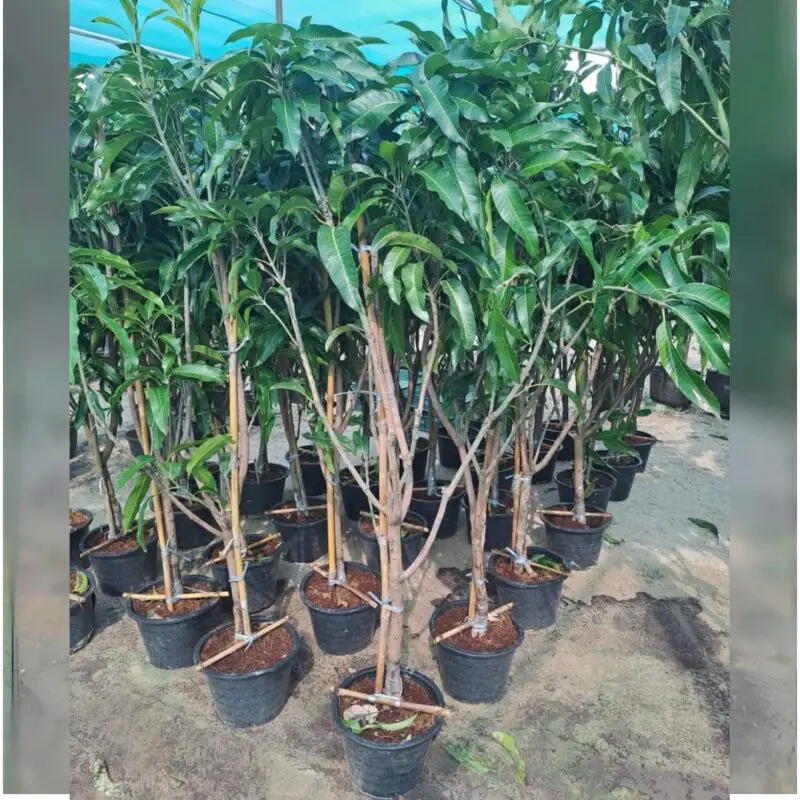 Mango Tree (Mangifera indica) - Image 3