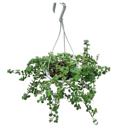 Elephant bush – Portulacaria afra Big size