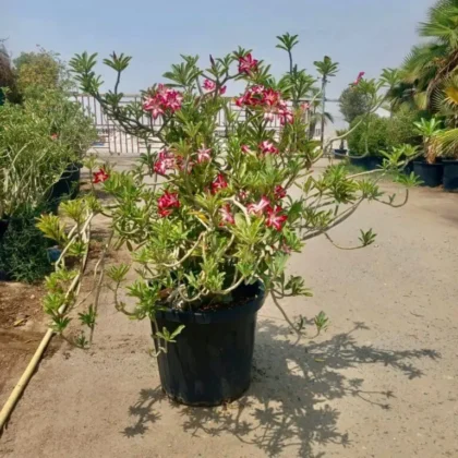 Desert Rose – Adenium obesum(Big size)