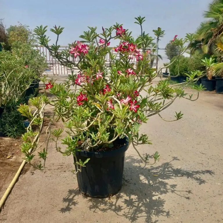 Desert Rose – Adenium obesum(Big size)