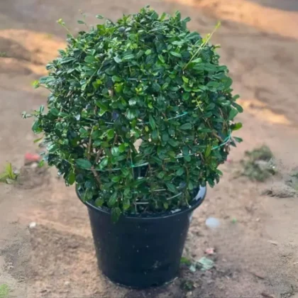 Ehretia Microphylla (Ball shape Bushy)