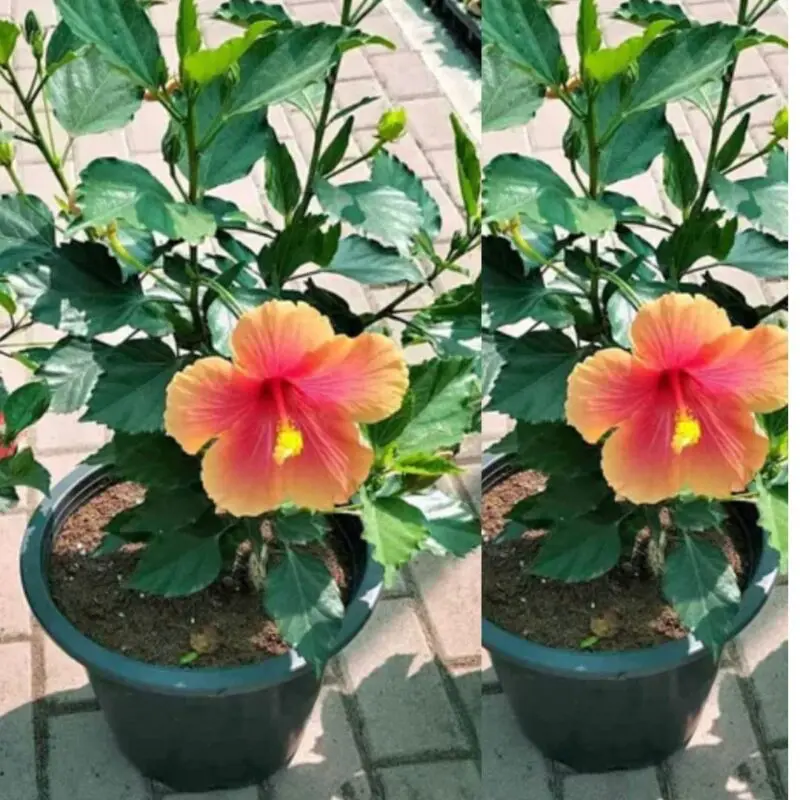 Hibiscus - Image 2
