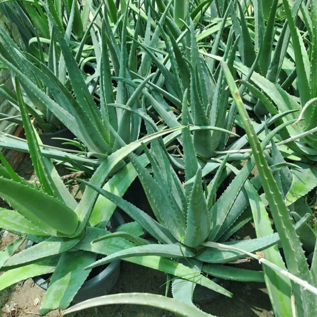 Aloe vera Big size