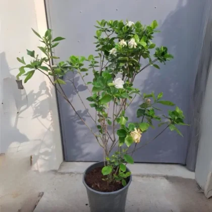 Gardenia Jasminoides (Big size)