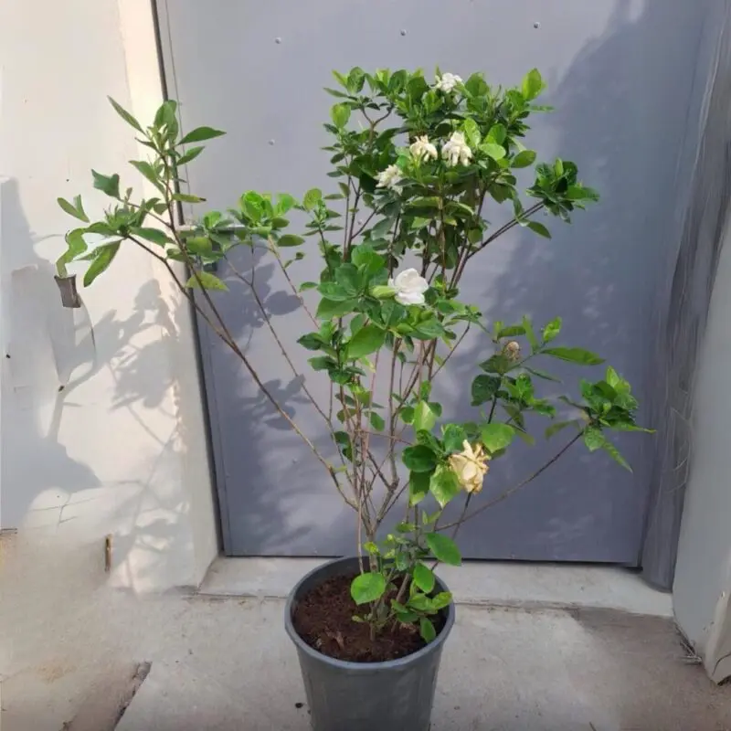 Gardenia Jasminoides (Big size)