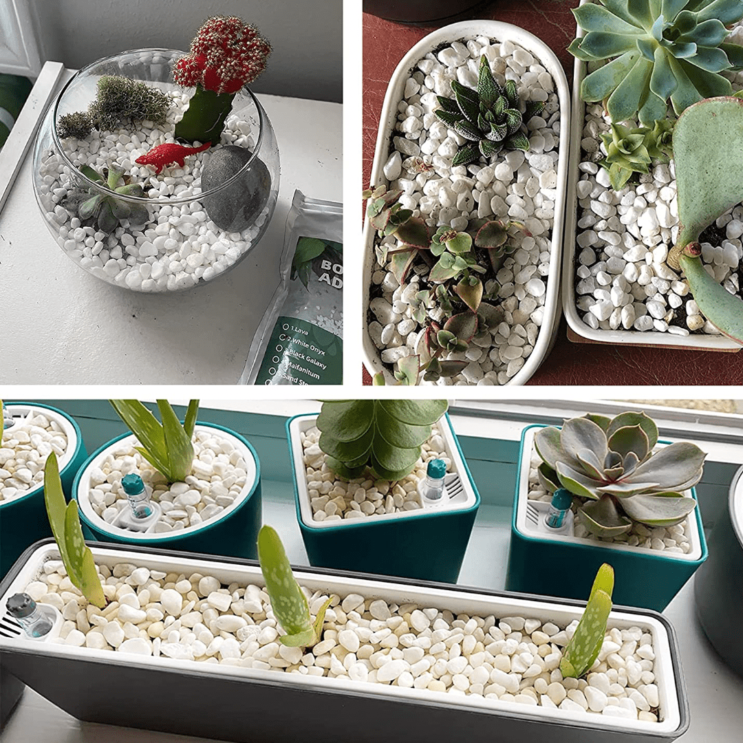 White Pebbles For Plants Garden (Medium) - Image 2
