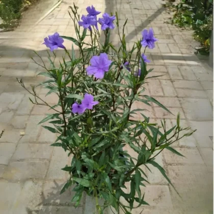 Ruellia Simplex – Mexican Petunia (Purple)