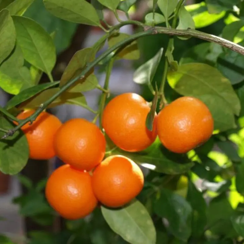 Mandarin Orange Tree(150cm) - Image 2