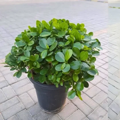 Ficus Panda (Ball Shape)