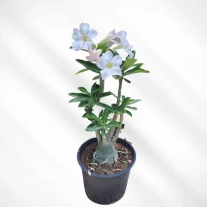 Adenium Plant-Desert Rose (White)