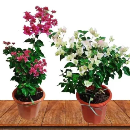 Bougainvillea Combo Set