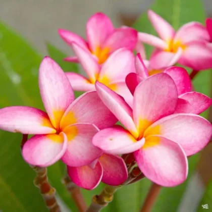 Plumeria Pink