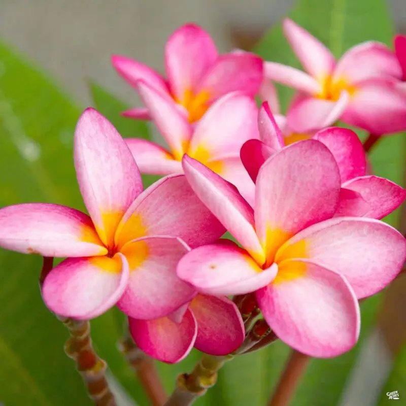 Plumeria Pink