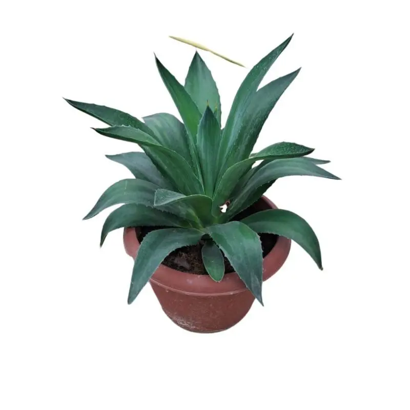Agave americana – Century Plant - Image 2