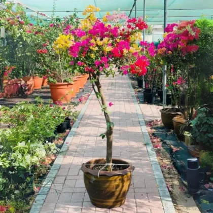 Bougainvillea Multi-Color Umbrella Big size