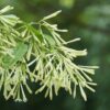 Night Queen-Night (blooming jasmine Climbing) - Image 2