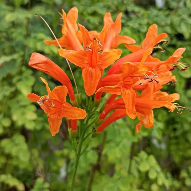 Tecoma Capensis – Cape Honeysuckle (Deep Orange Bushy) - Image 2