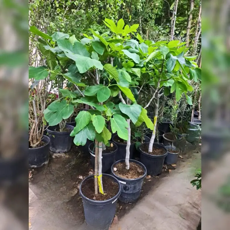 Fig Tree (Ficus carica) – Mature / Big Size - Image 2