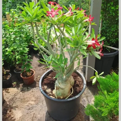 Adenium obesum - Desert Rose Big size(100cm)
