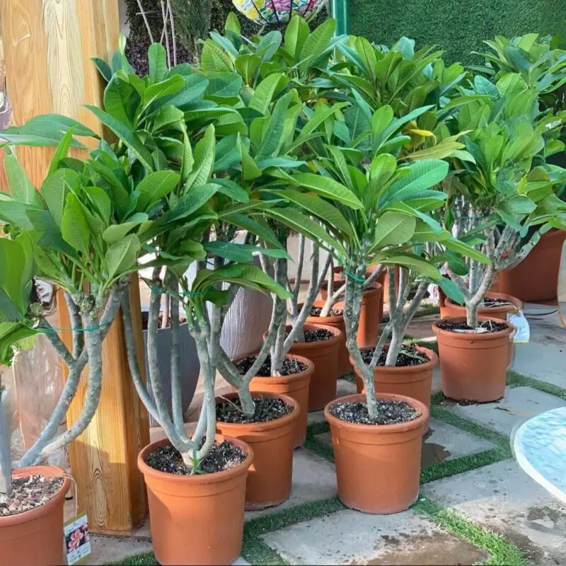 White Frangipani (Plumeria alba) small - Image 2