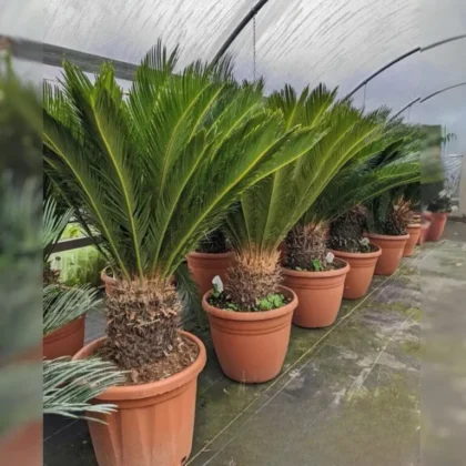 Sago Palm (Cycas revoluta Big Size - 12L)