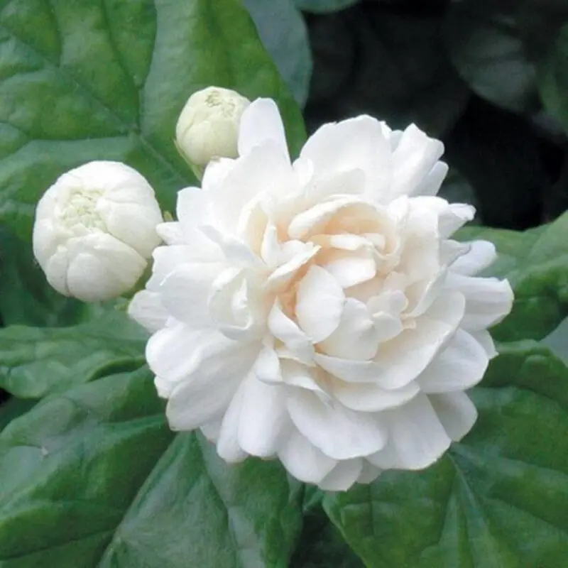 Jasminum sambac-Mogra-Arabian Jasmine - Image 2