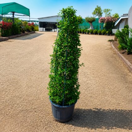 Fukien Tea tree (Carmona retusa)Pyramid 120cm