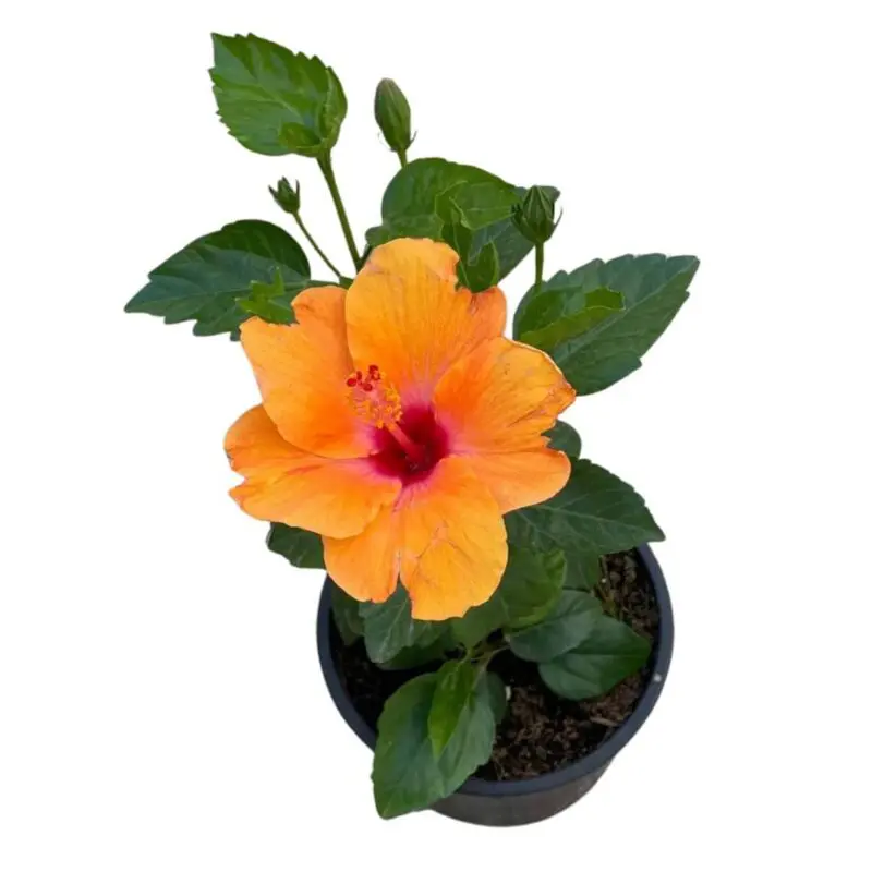 Hibiscus