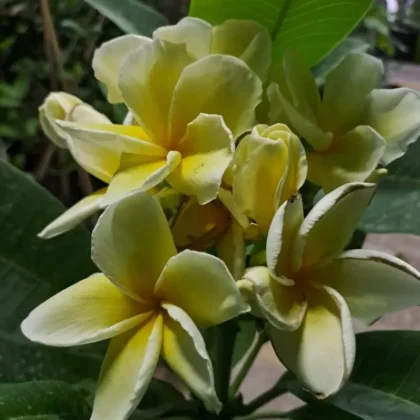 Plumeria Yellow medium