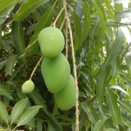 Mango Tree (Mangifera indica)