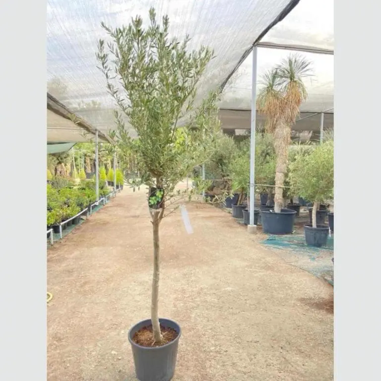 Olive Tree (Olea Europaea Big Size)