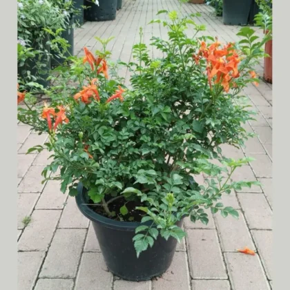 Tecoma Capensis – Cape Honeysuckle (Deep Orange Bushy)