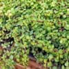 Elephant bush – Portulacaria afra Big size - Image 3