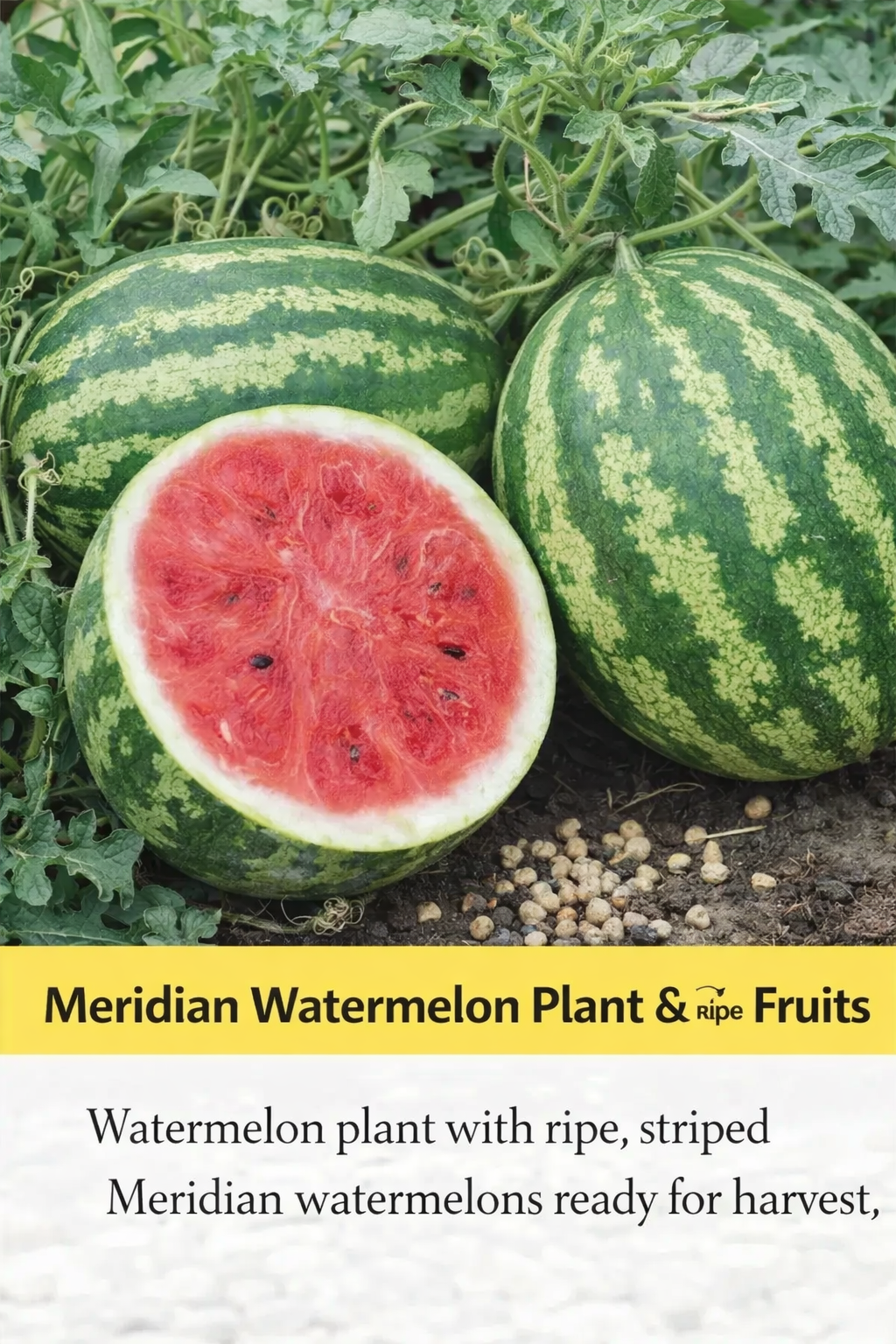 Watermelon Meridian Seeds - Image 2