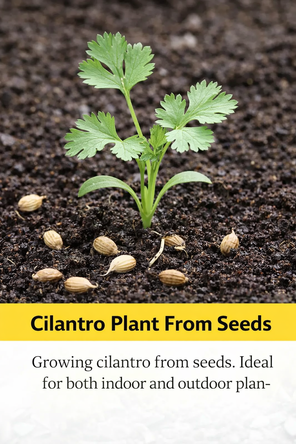 Coriander Seed - Image 3
