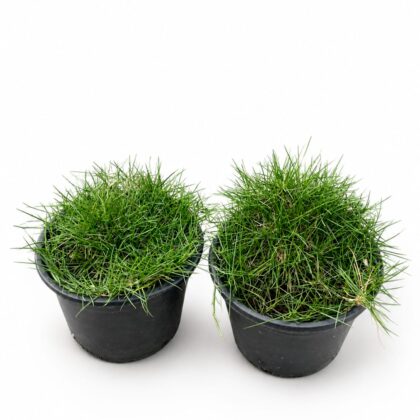 Japanese Grass