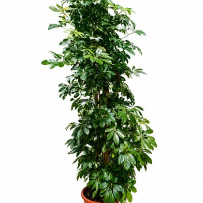 Schefflera Arboricola
