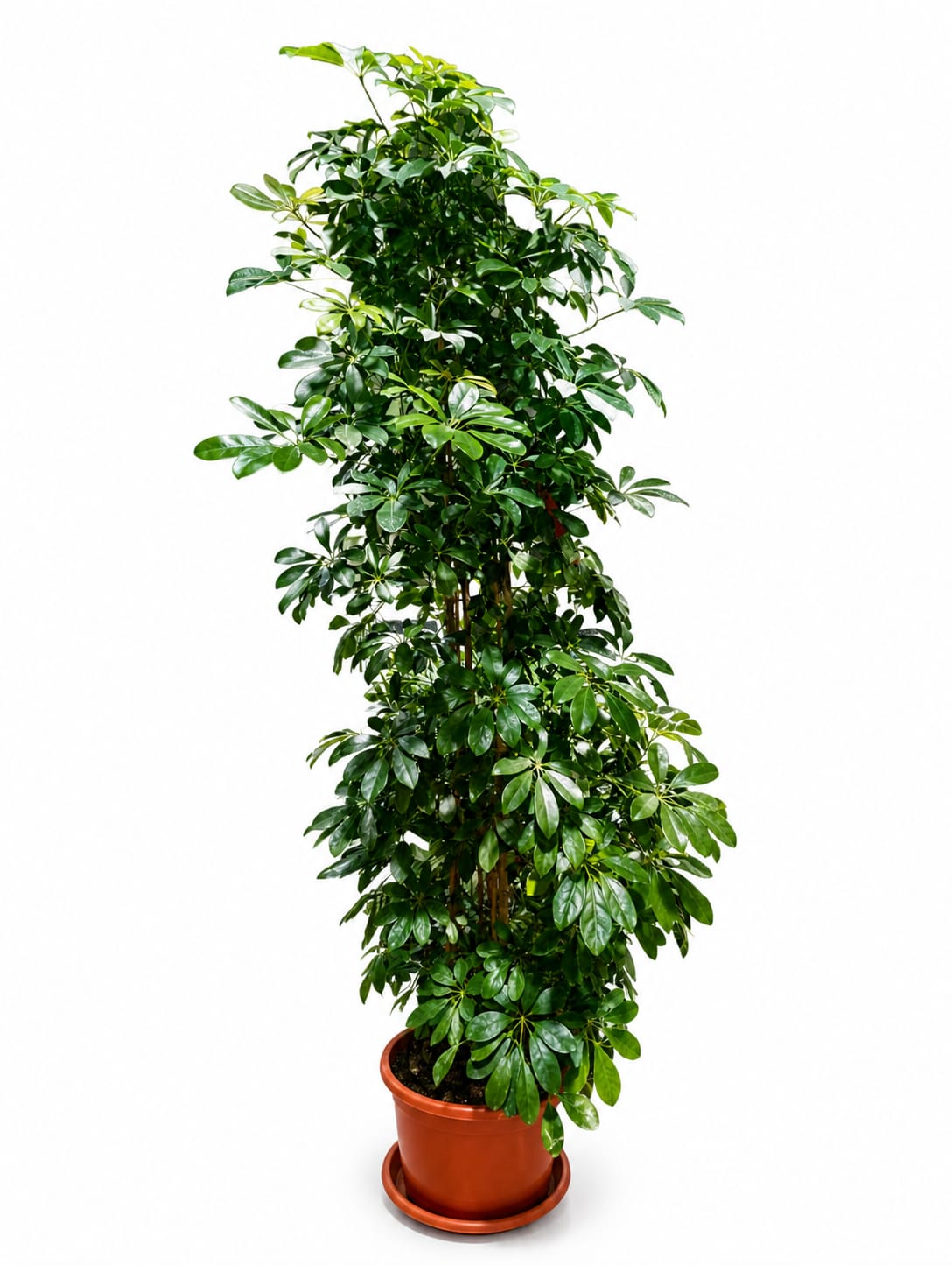 Schefflera Arboricola