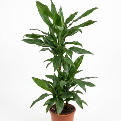 Dracaena Fragrans