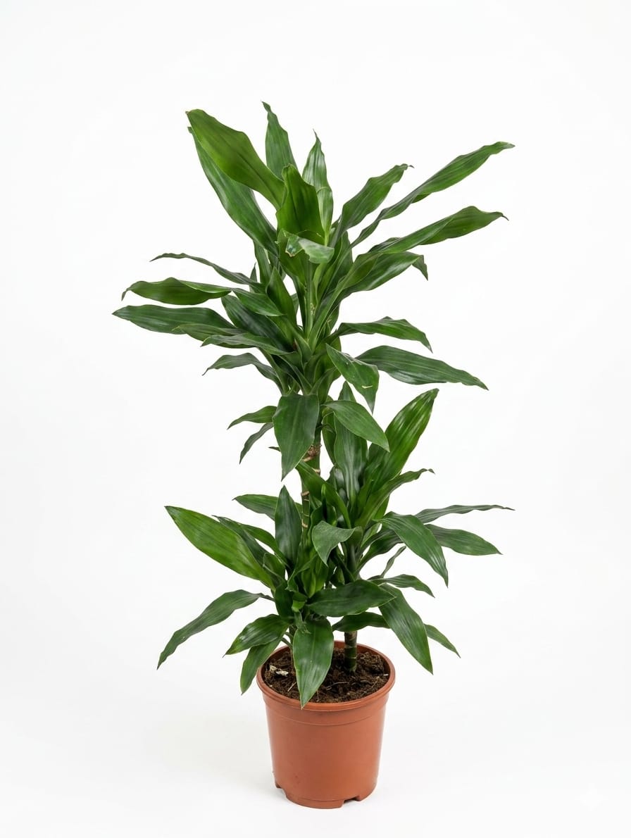 Dracaena Fragrans