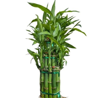 Lucky Bamboo