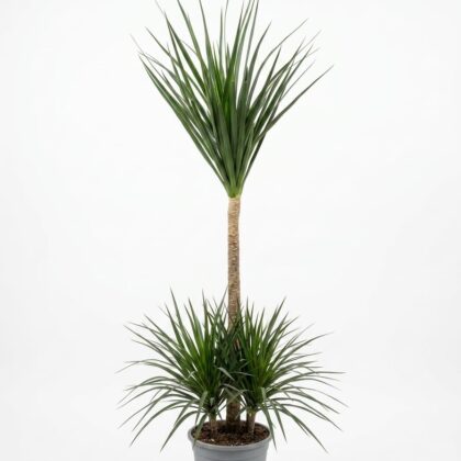 Dracaena Marginata