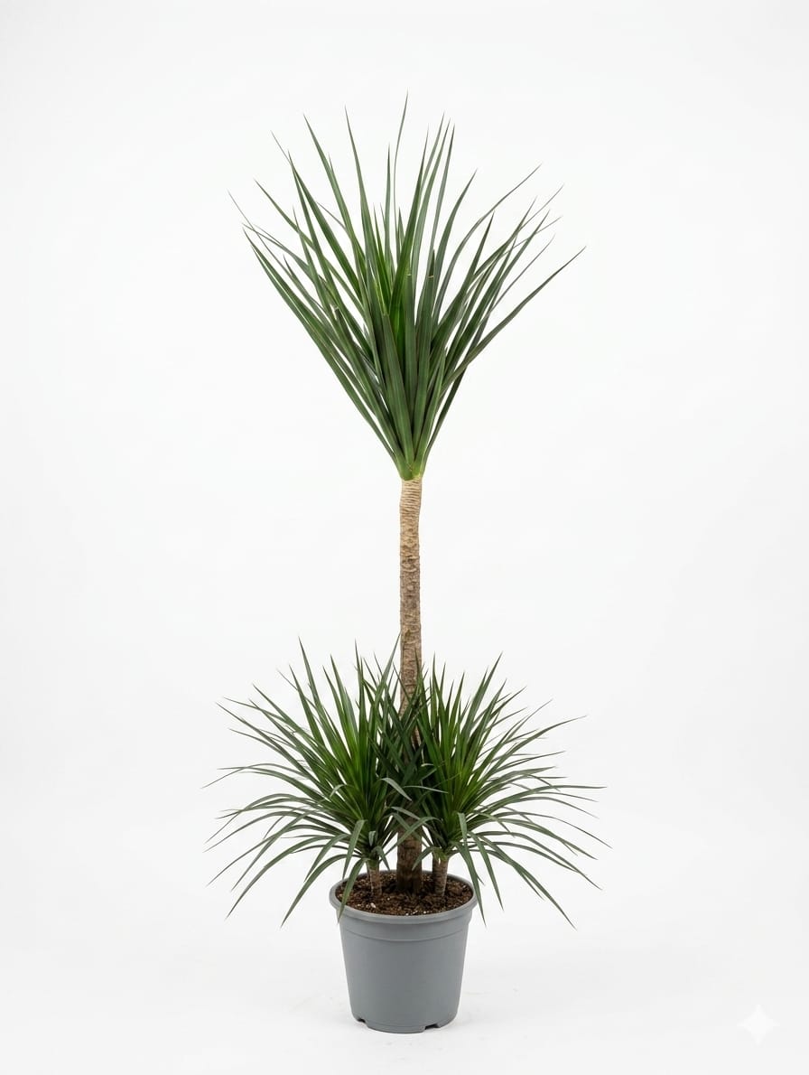 Dracaena Marginata